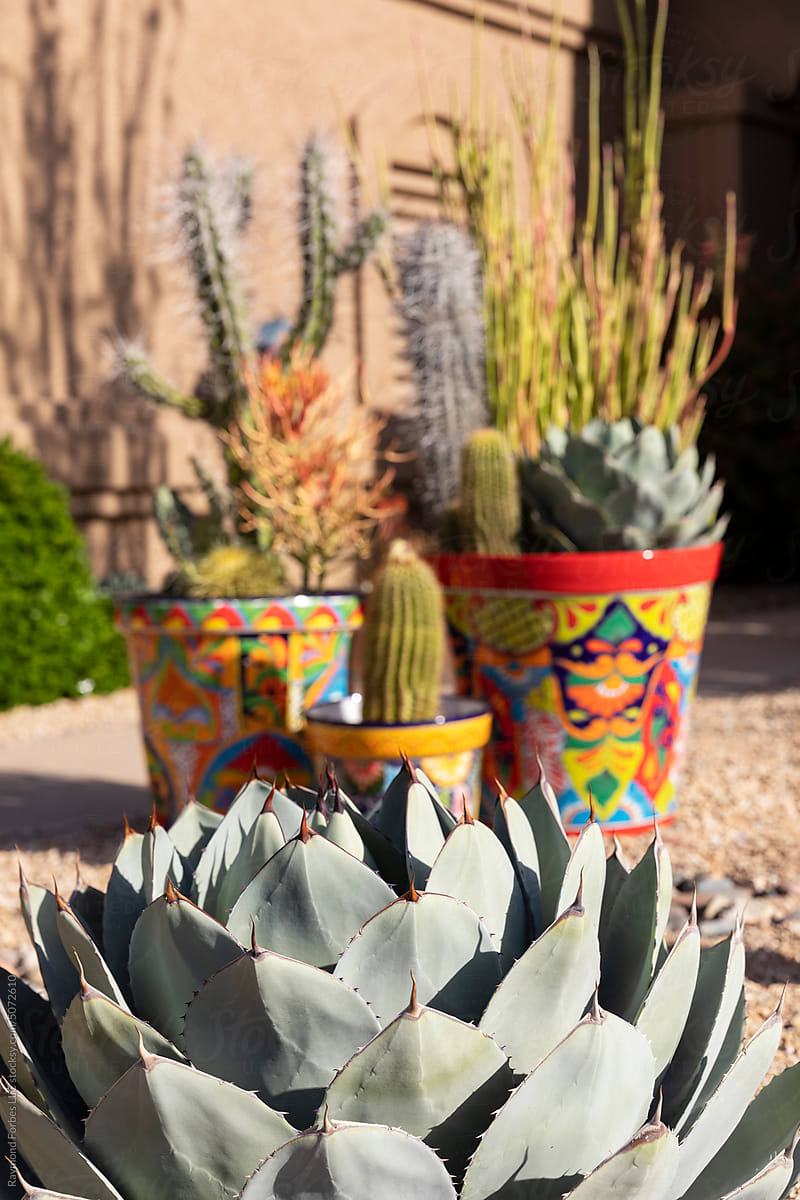 Arizona garden with colorful clay pots with large cactus succulent