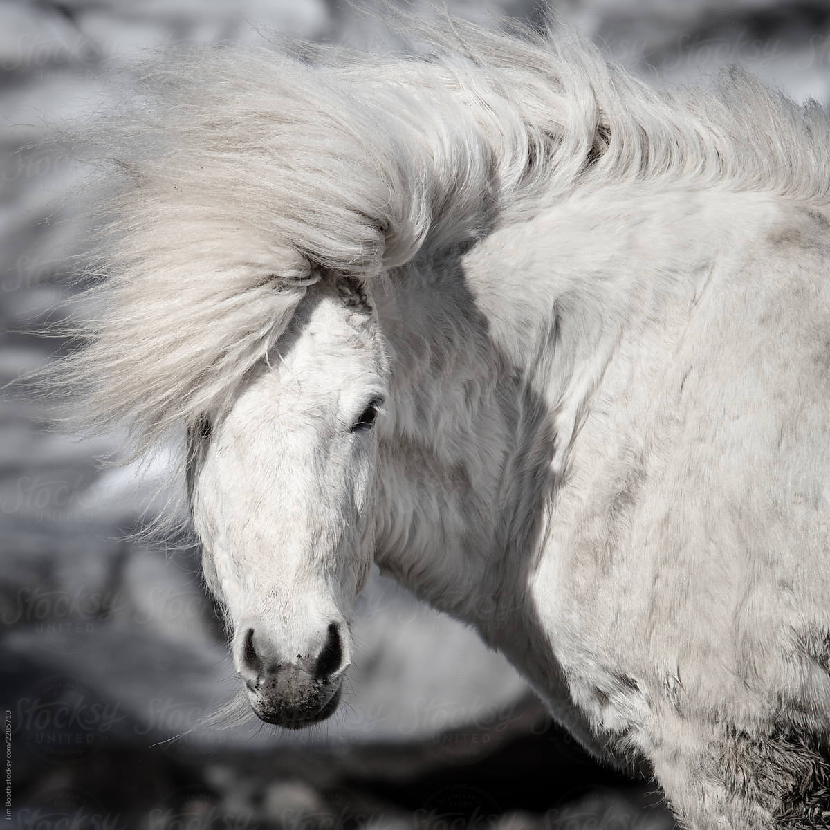 An Icelandic horse in front of ice