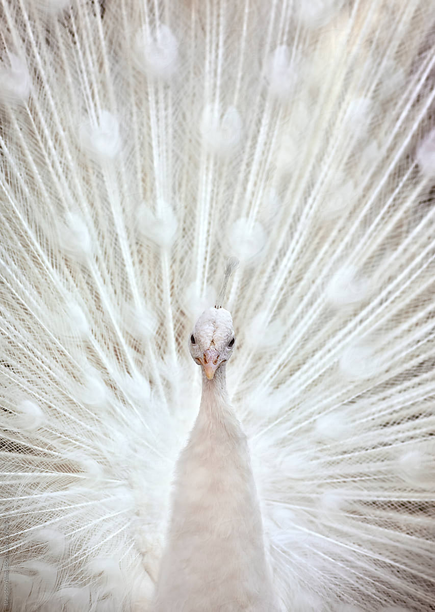 White Peacock With Feathers Open By Brandon Alms White Peacock Stocksy United