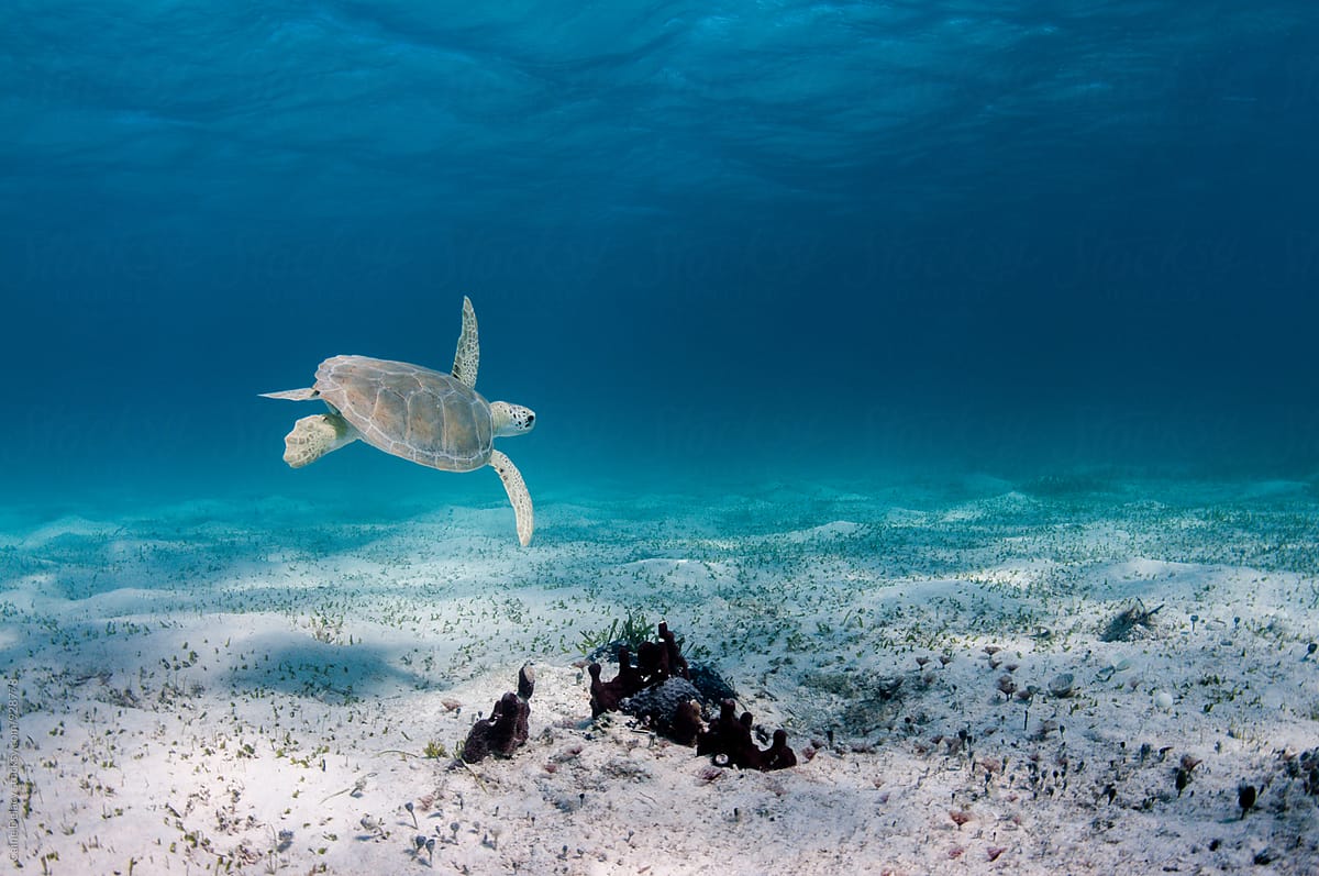 Sea turtle in shallow water flying over sand