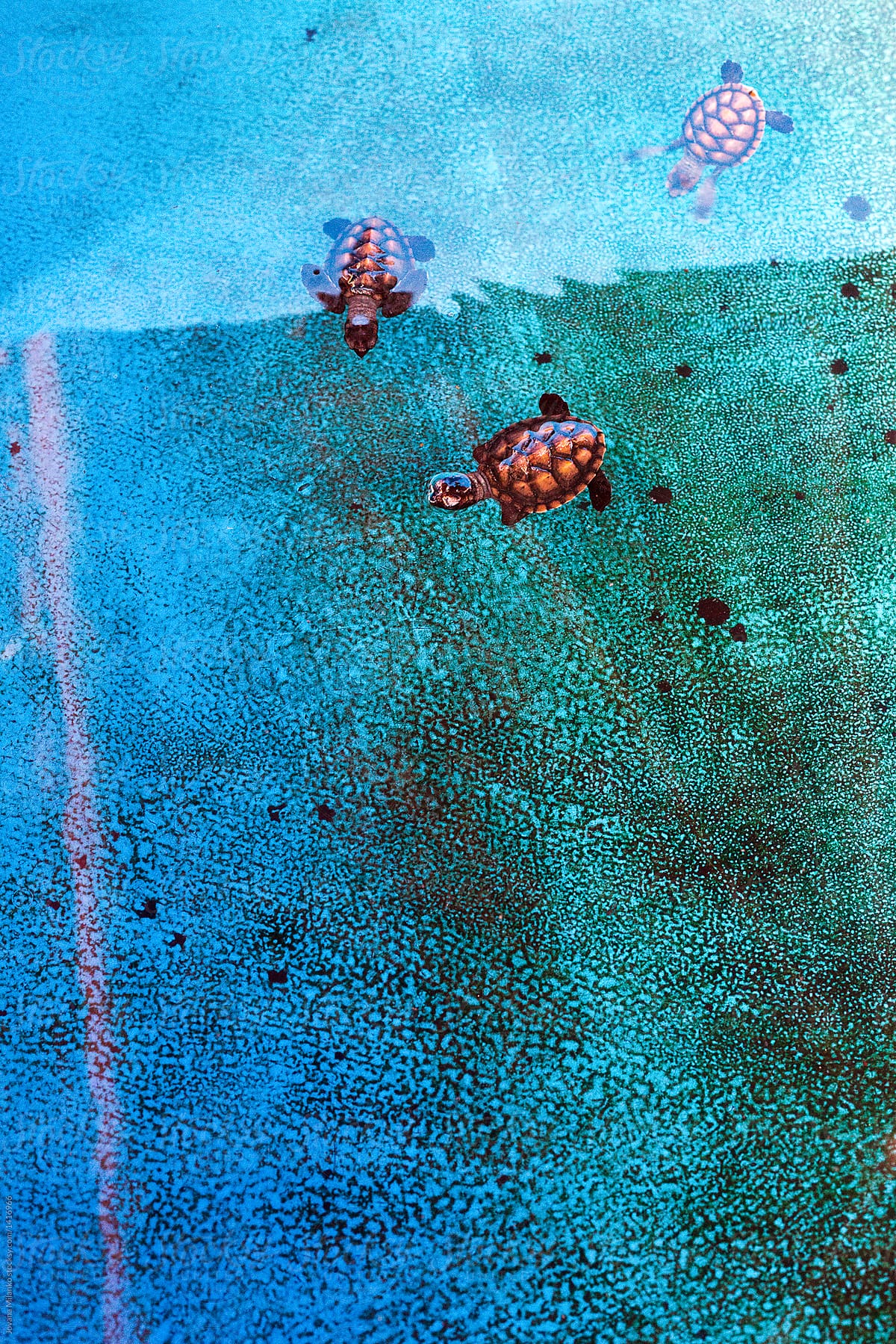 cute baby sea turtles in water