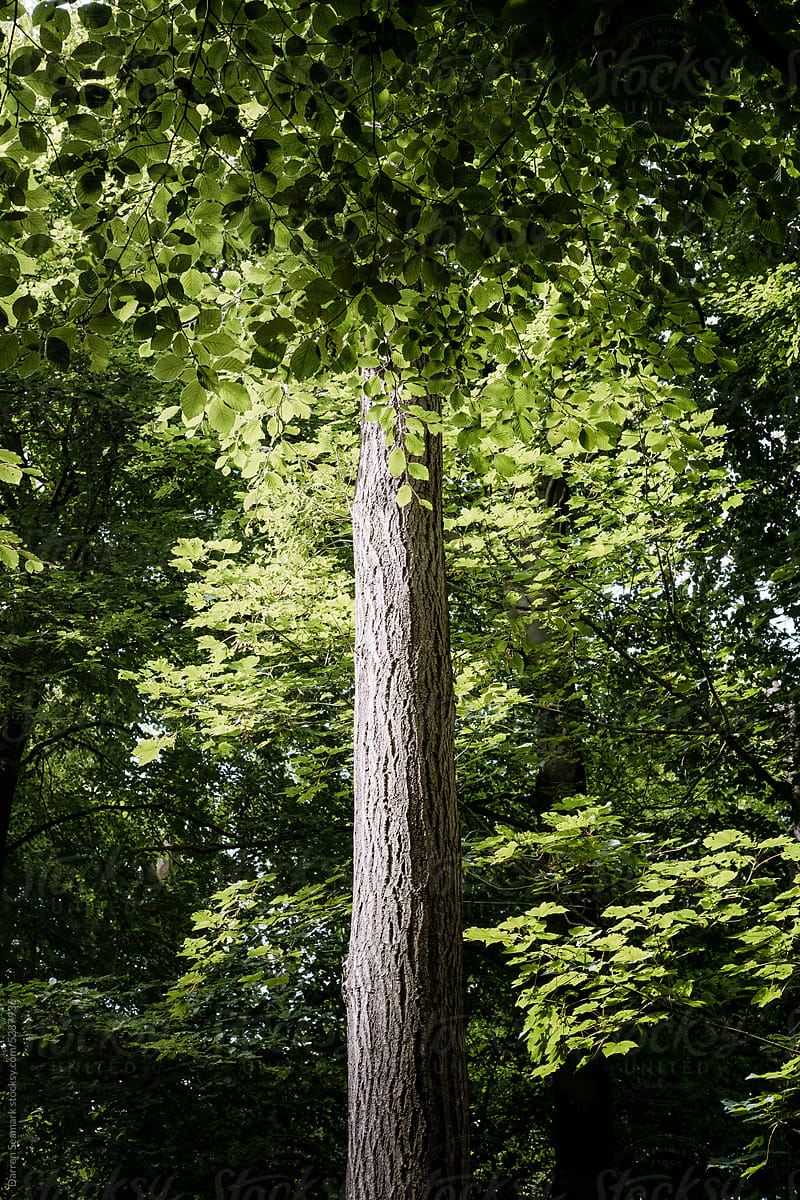 A tree trunk illuminated by sunlight