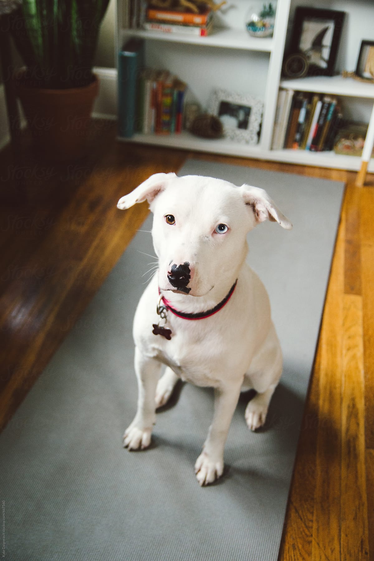 A cute white puppy sits patiently on a yoga mat in a living room