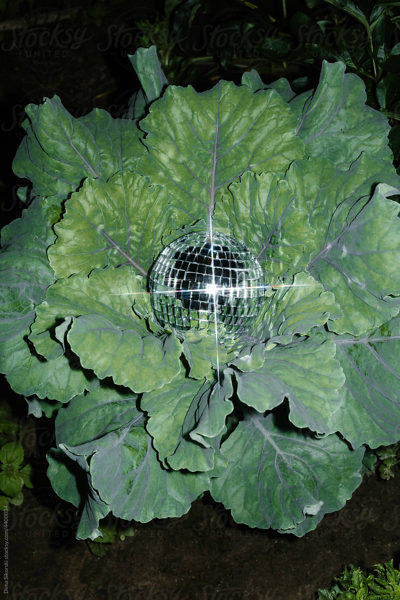 conceptual still life with plants and a mirror ball
