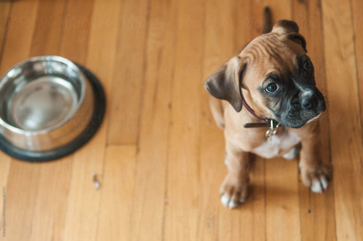 Puppy waits for food