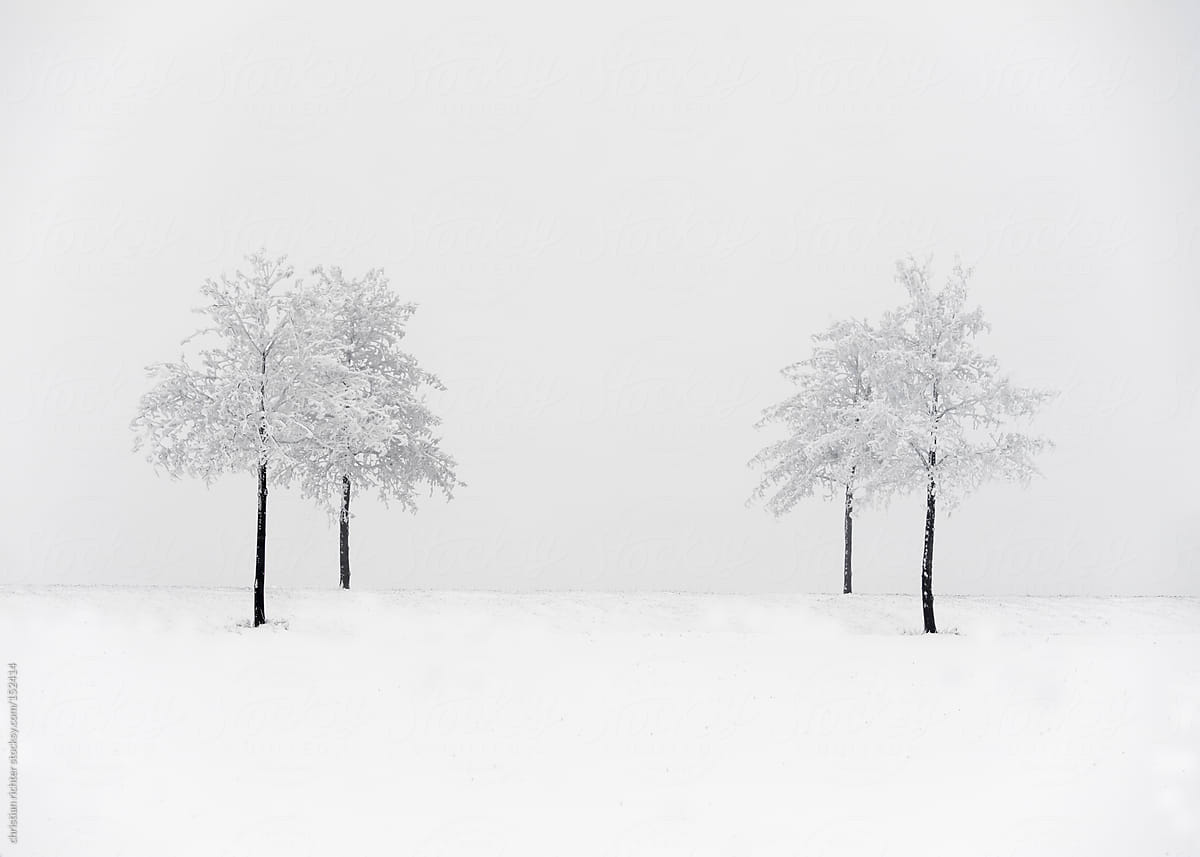 four trees in winter landscape