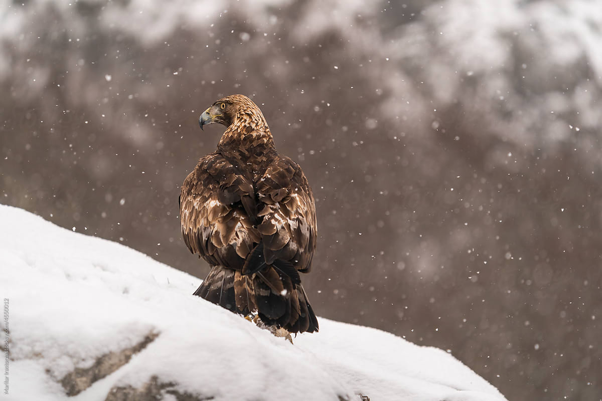 Golden Eagle In The Mountains Under A Snowfall
