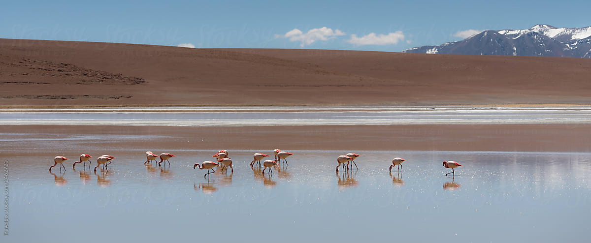 Line of Flamingos reflecting in the still waters high in the Bolivian Andes