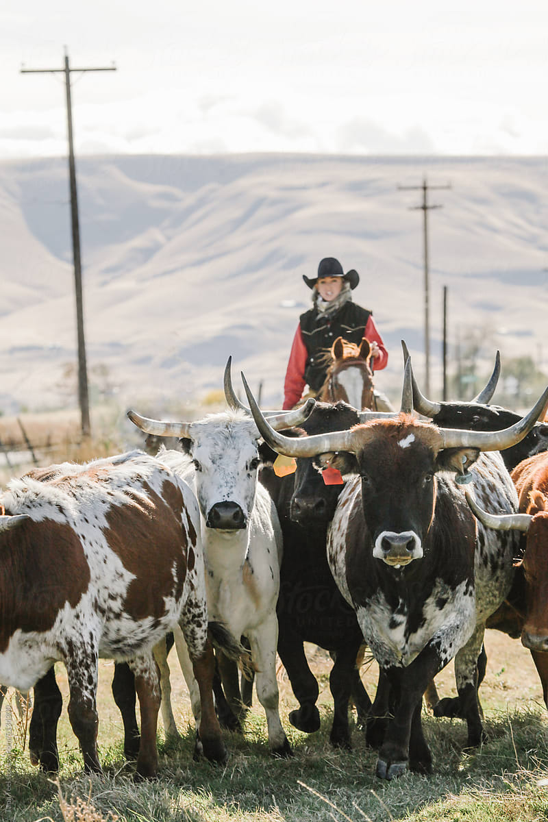 woman rancher herds cattle horseback