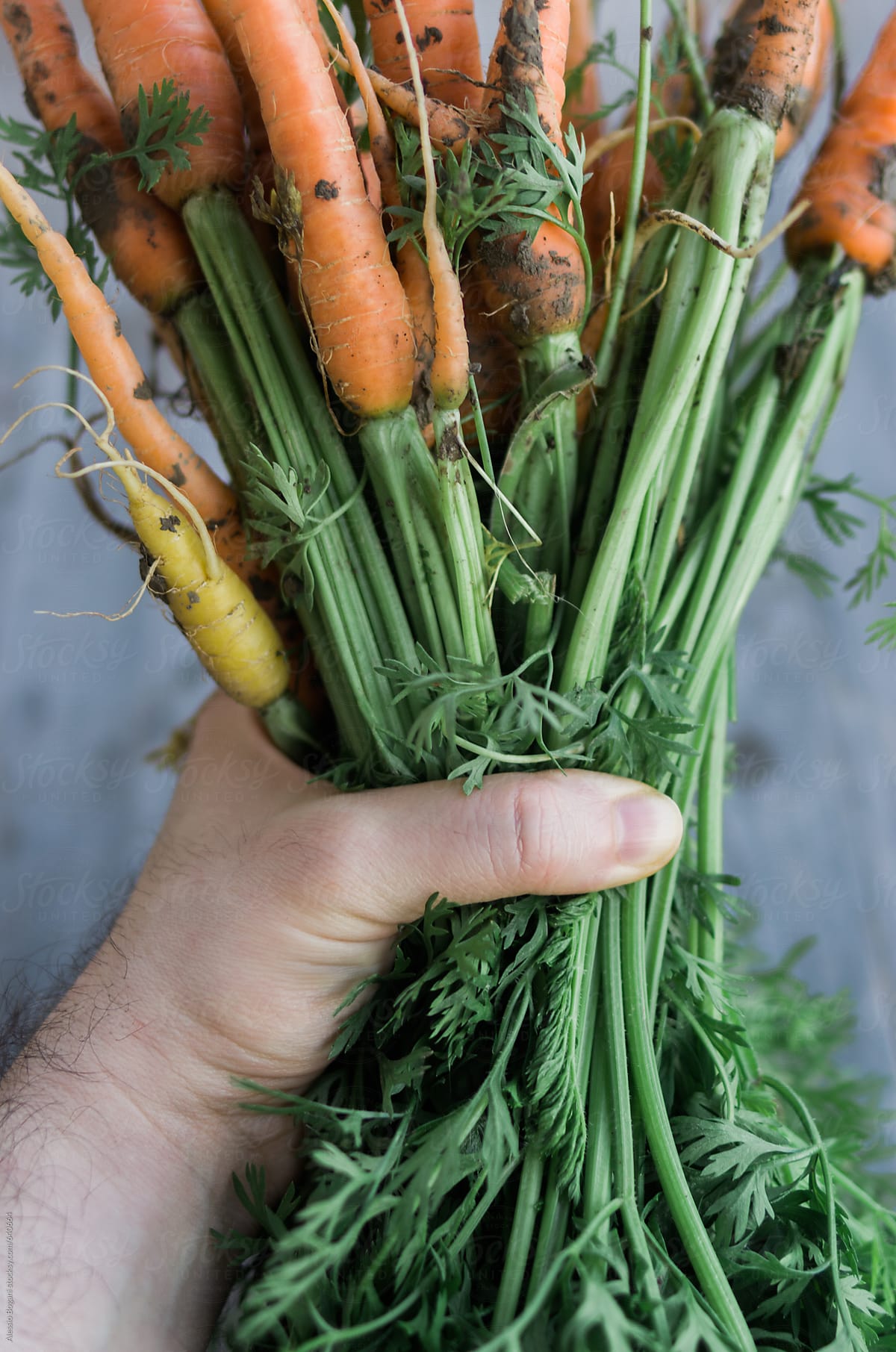 Hand with a bunch of carrots