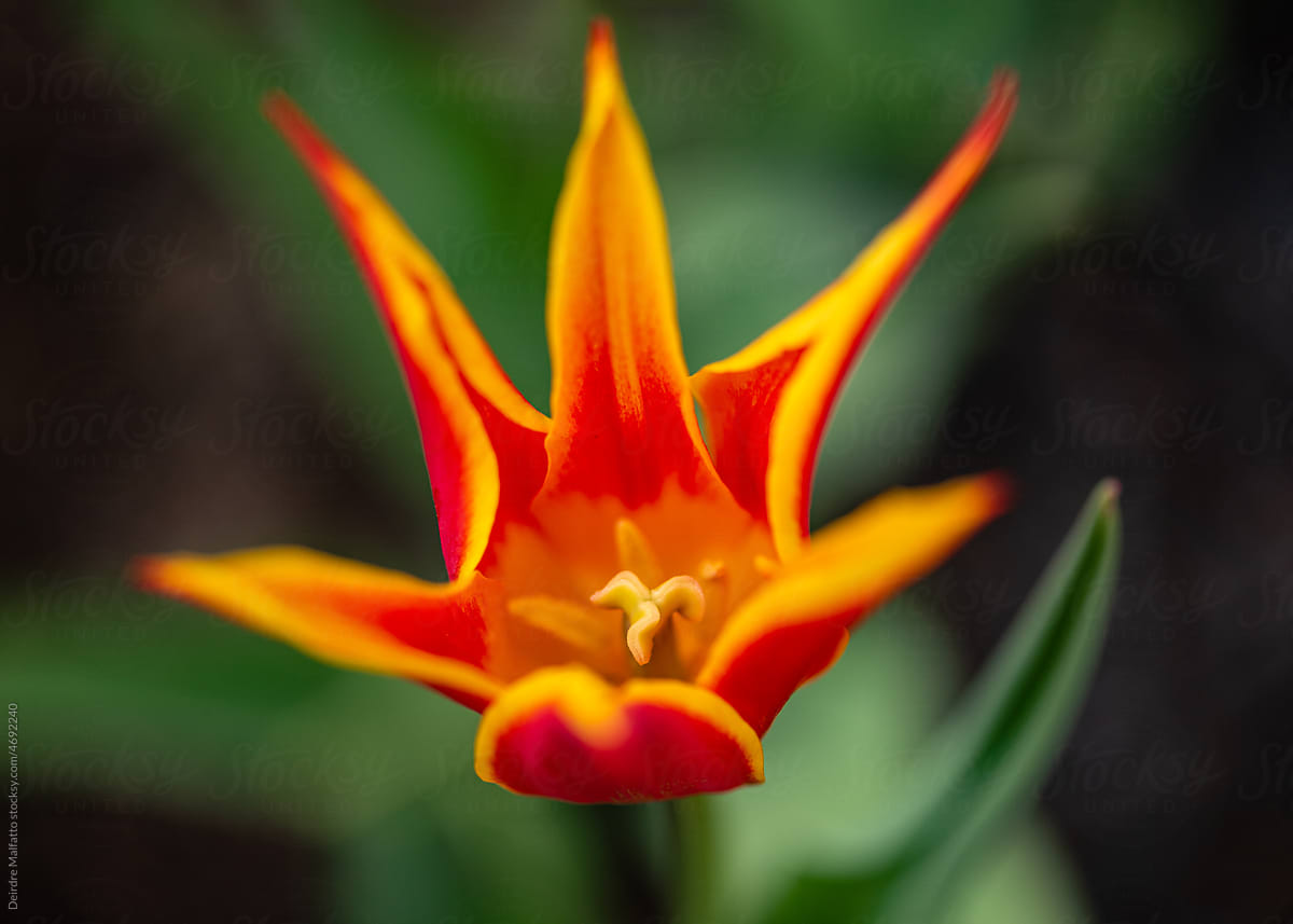 orange and yellow flame-like \
tulip from above
