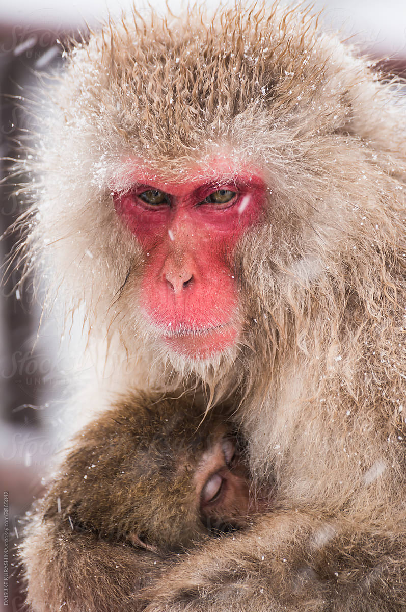 A parent monkey holding a child.
