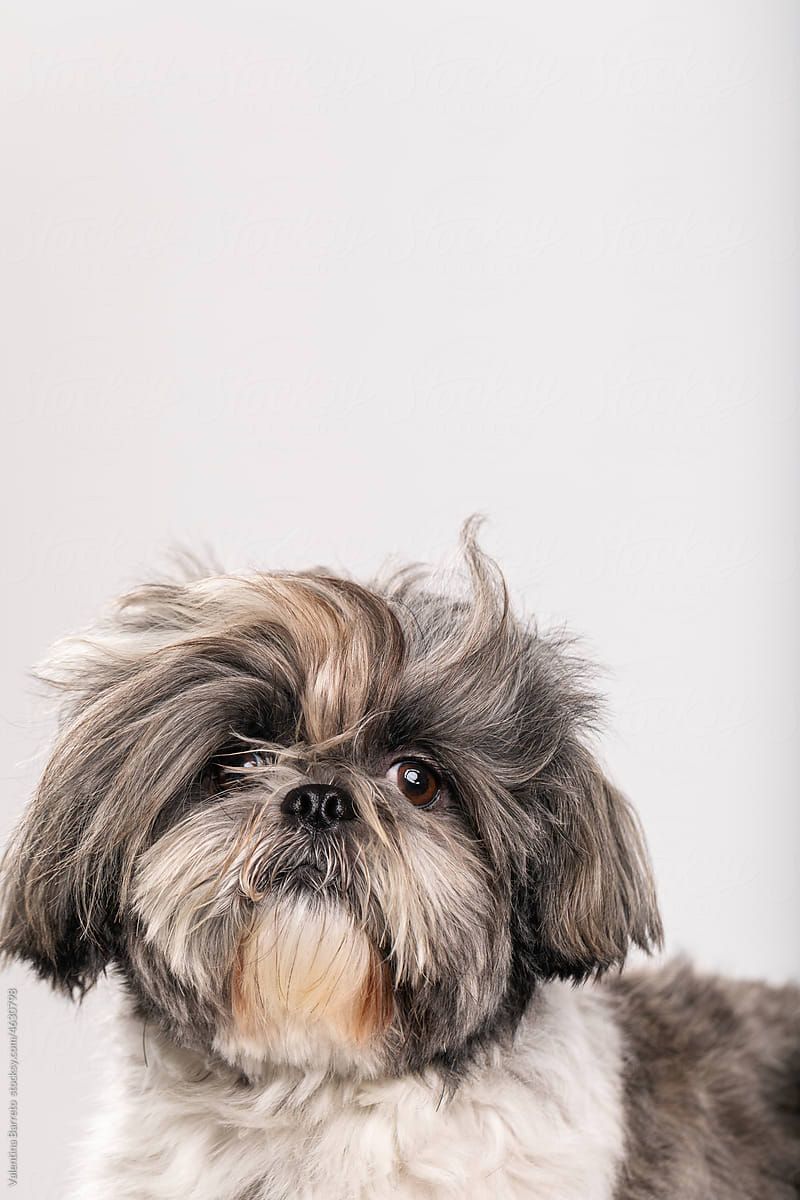 asian dog portrait