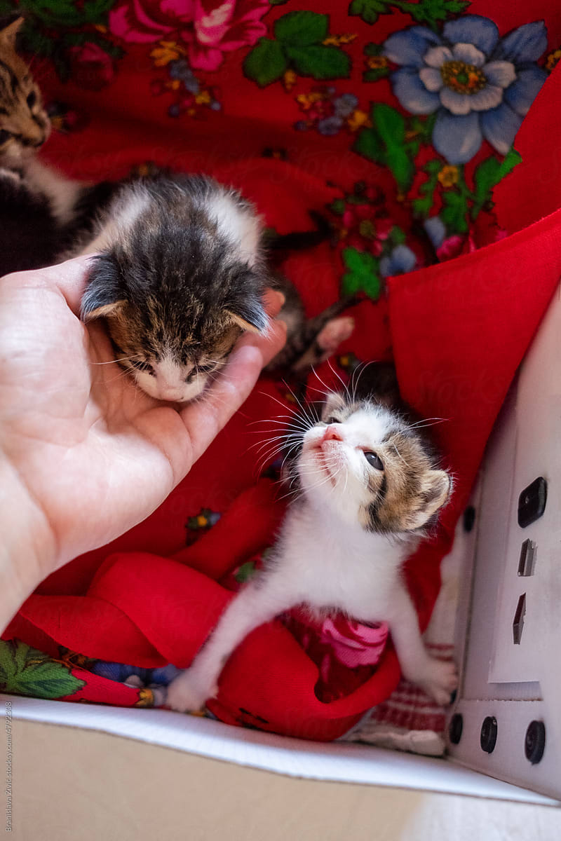 Newborn baby kittens adopted from the street