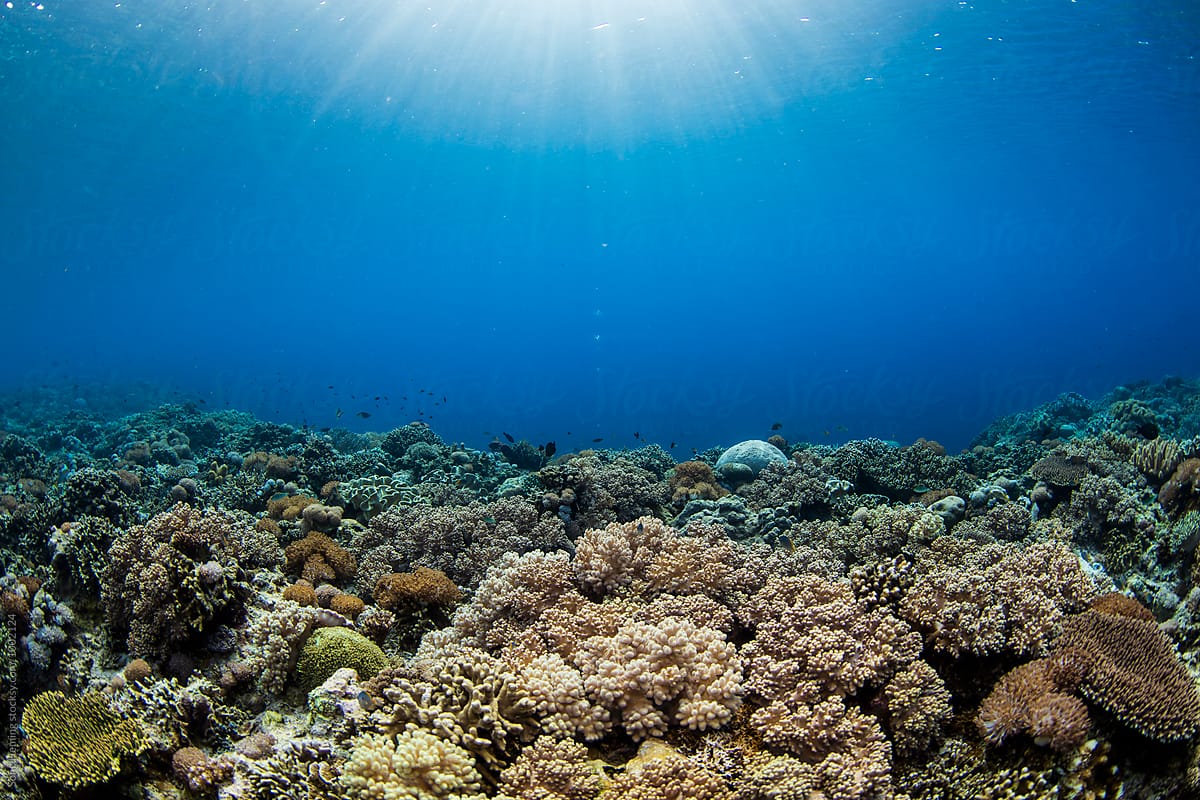 coral and reef under sunlight in clear water