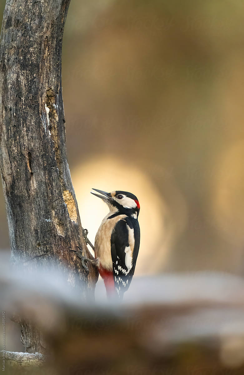 Male Great Spotted Woodpecker Perched On A Tree Trunk