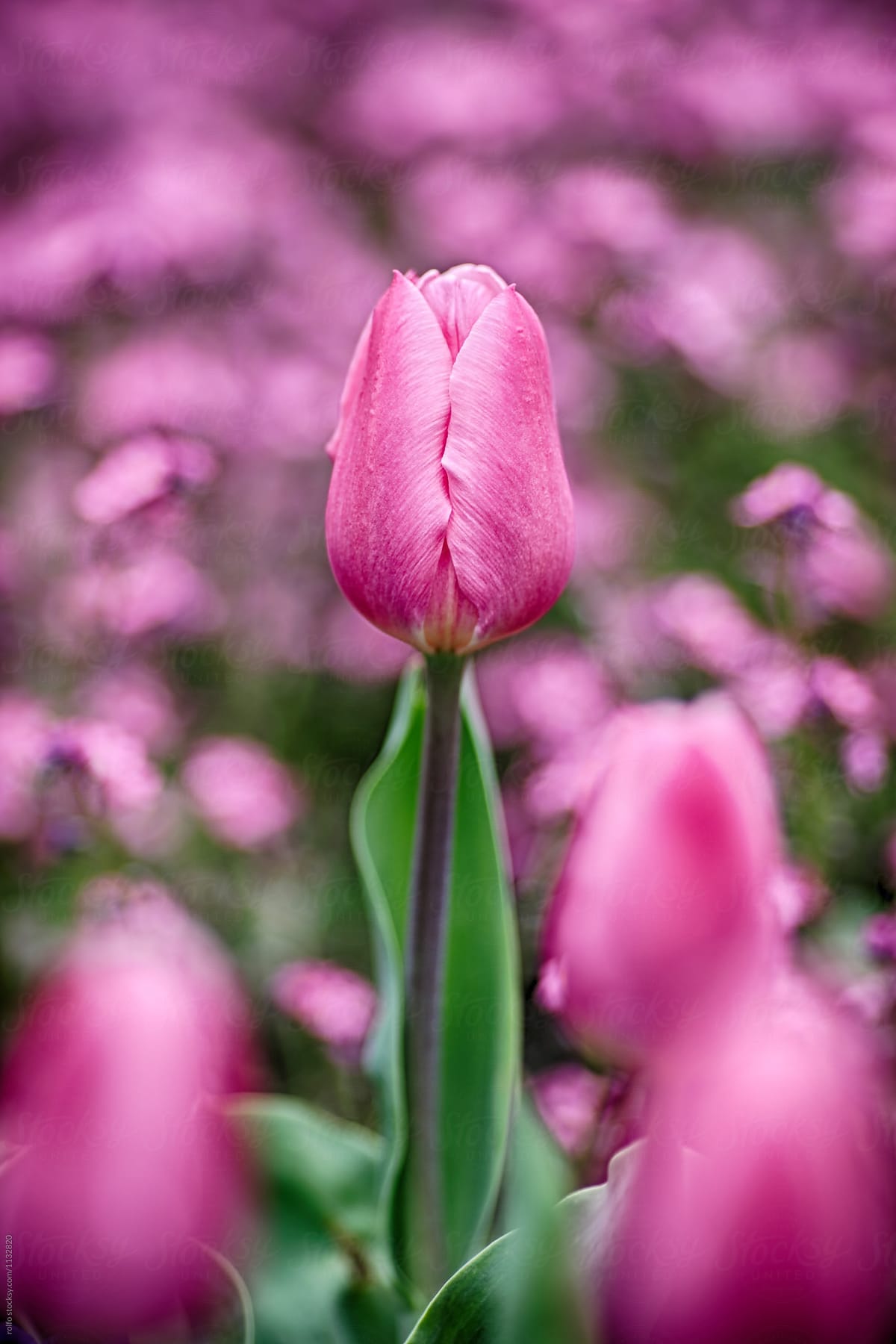 Pink tulip on field