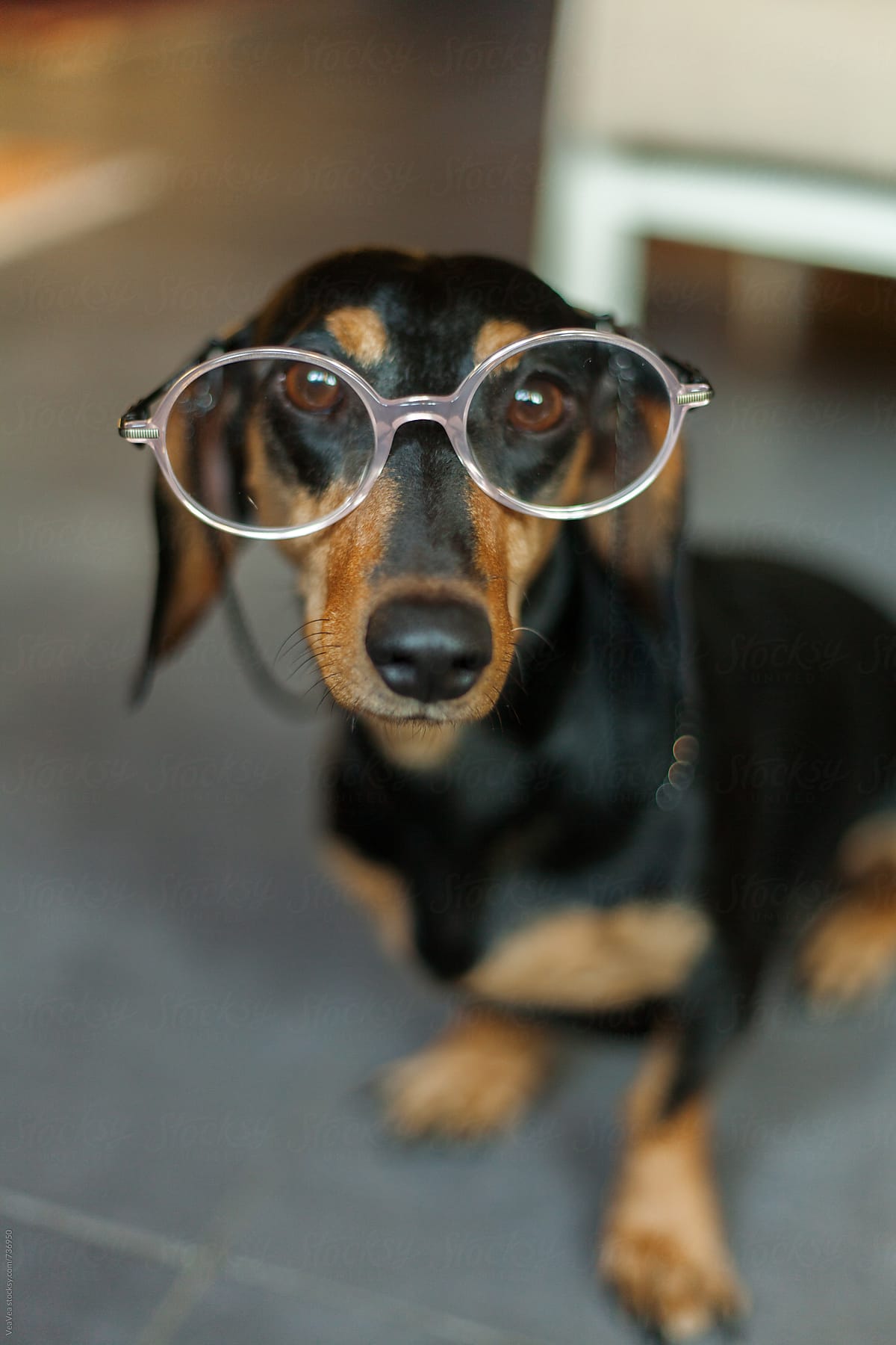 Cute dachshund wearing glasses looking at camera