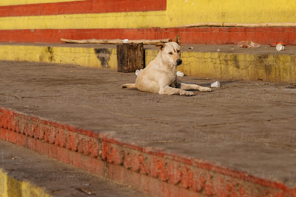 Street Dog in Varanasi