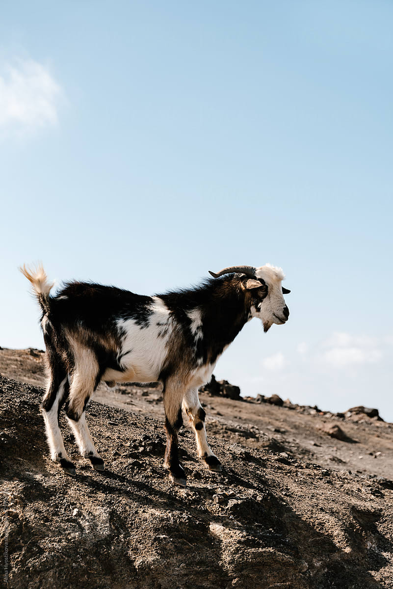 Cute goat with big horns walking in mountains.