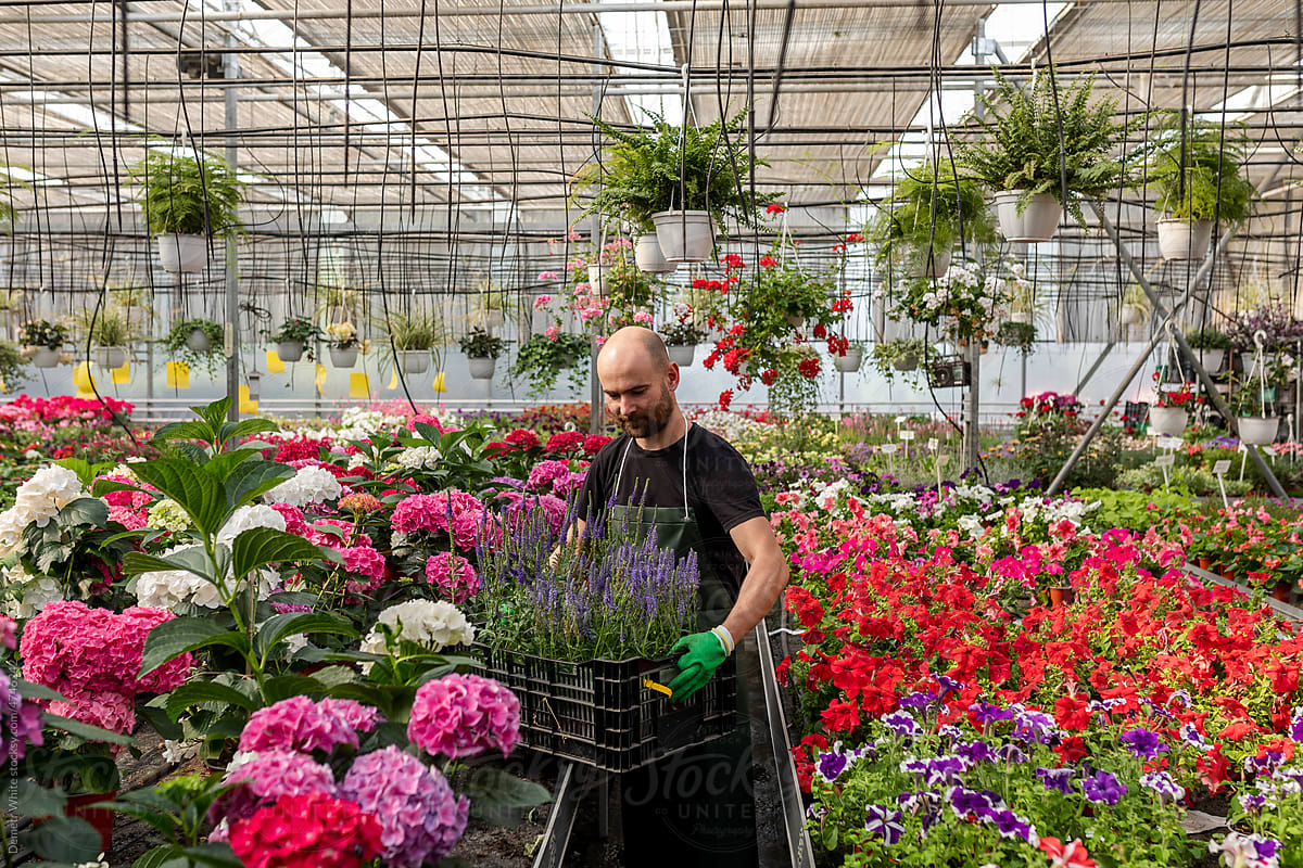 Florist works inside orangery