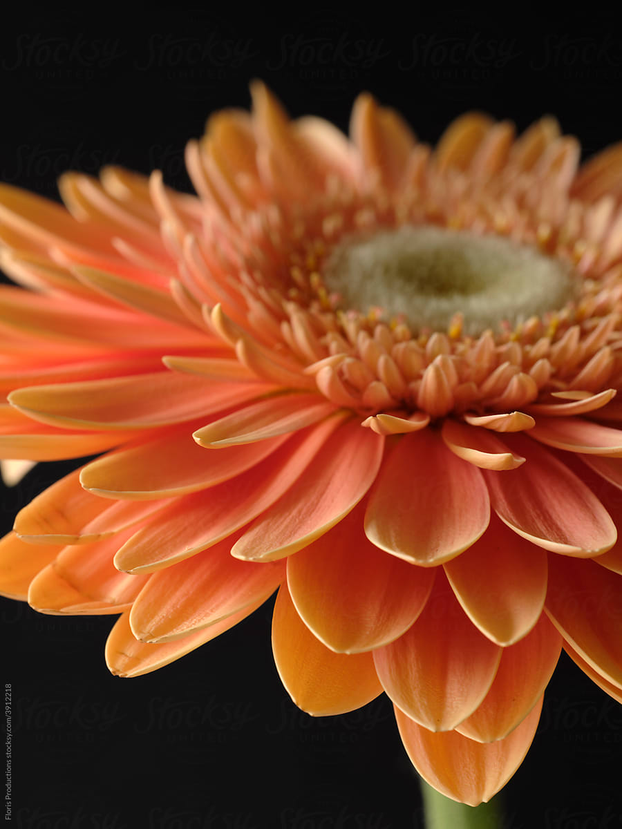 Orange dalia flower