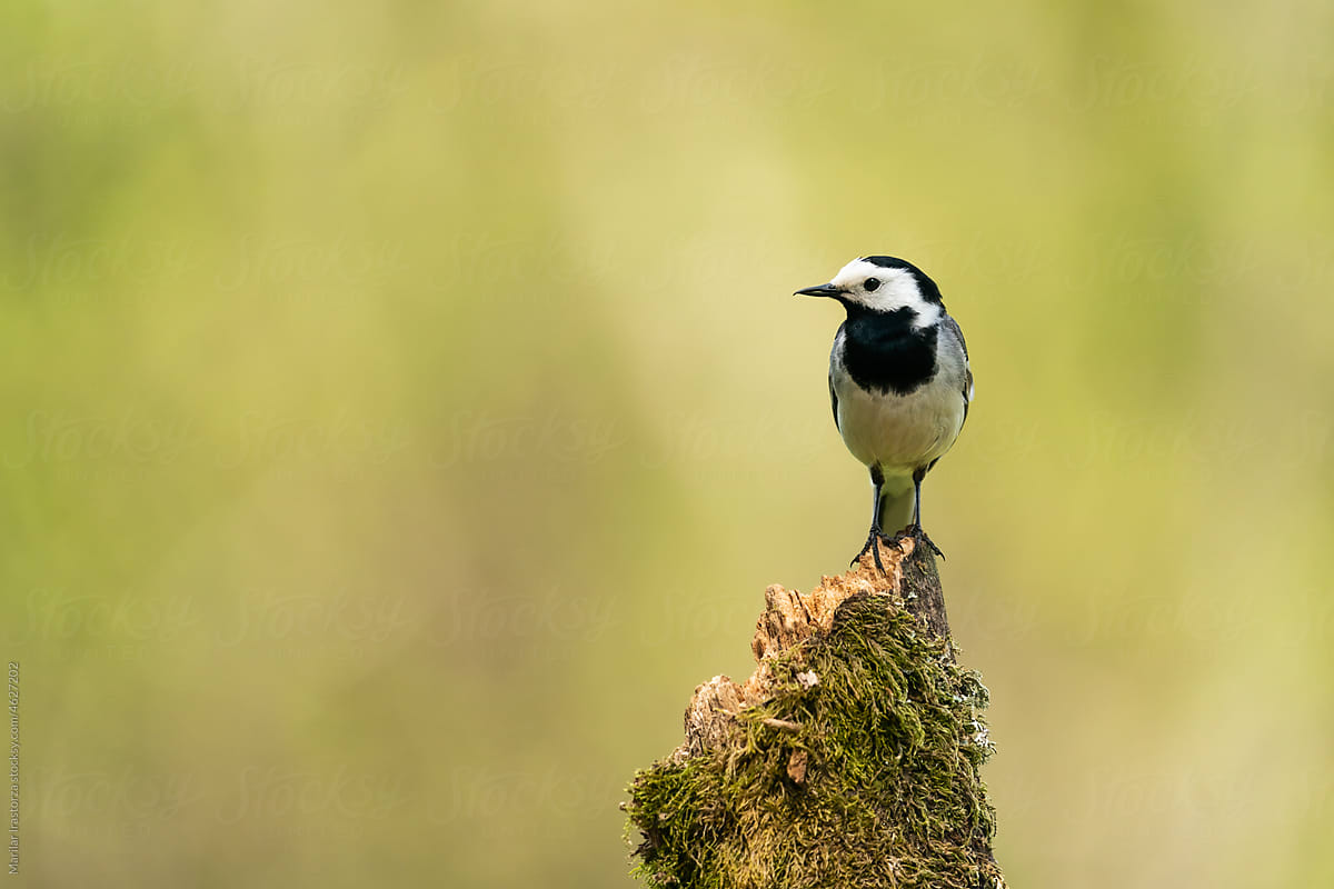 White Wagtail Perched On A Tree Branch