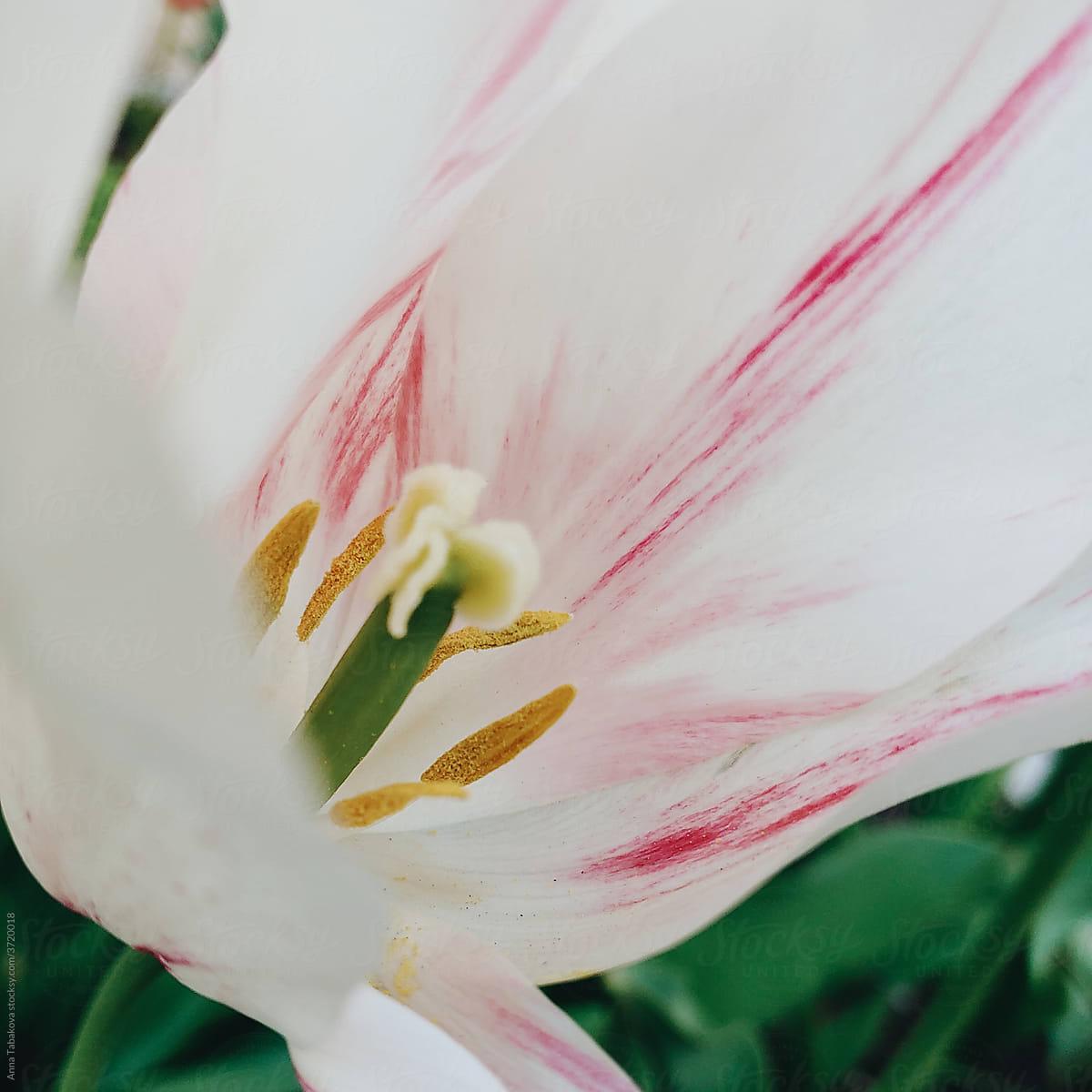 Close up of a white and pink tulip