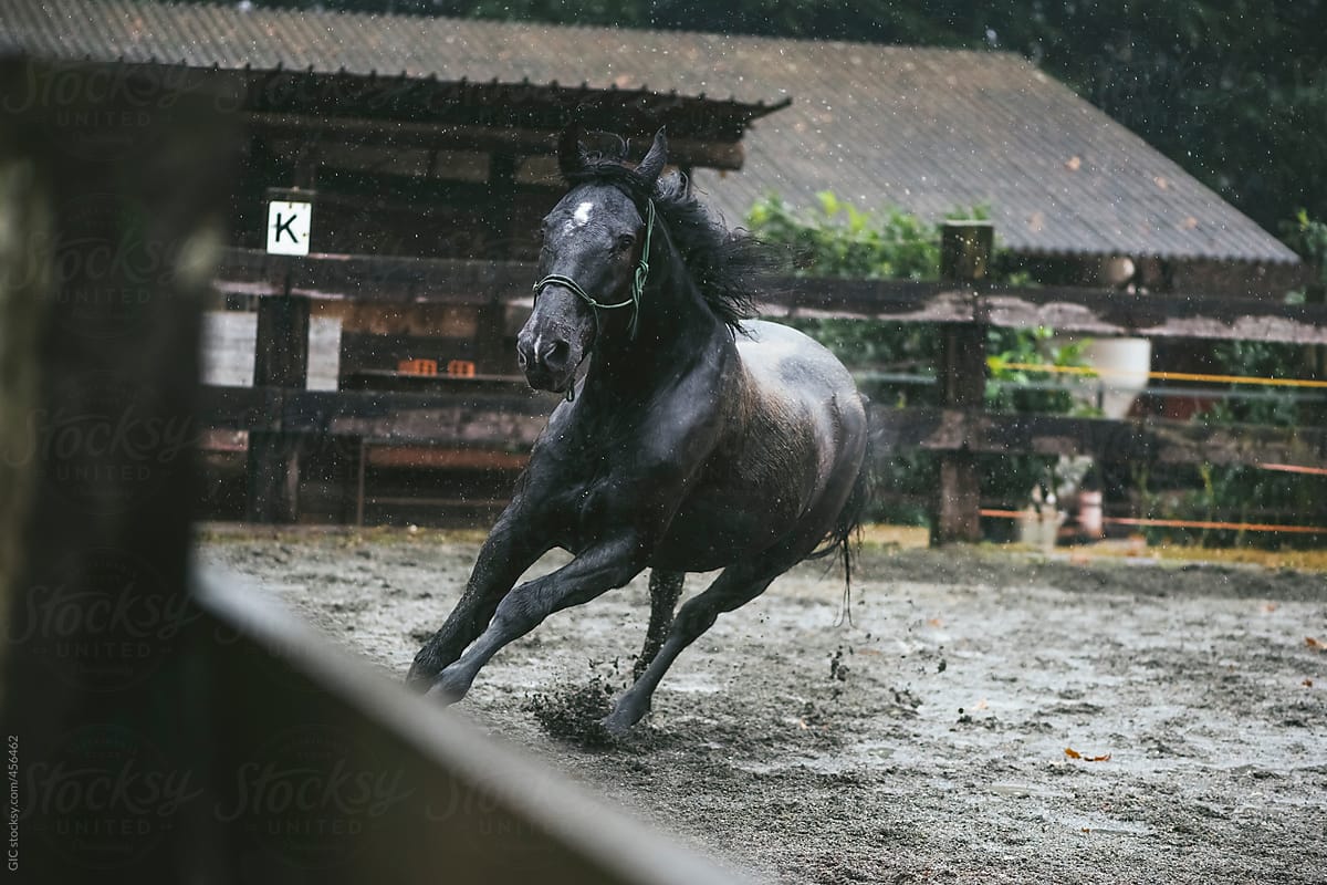 Wild horse running in the rain