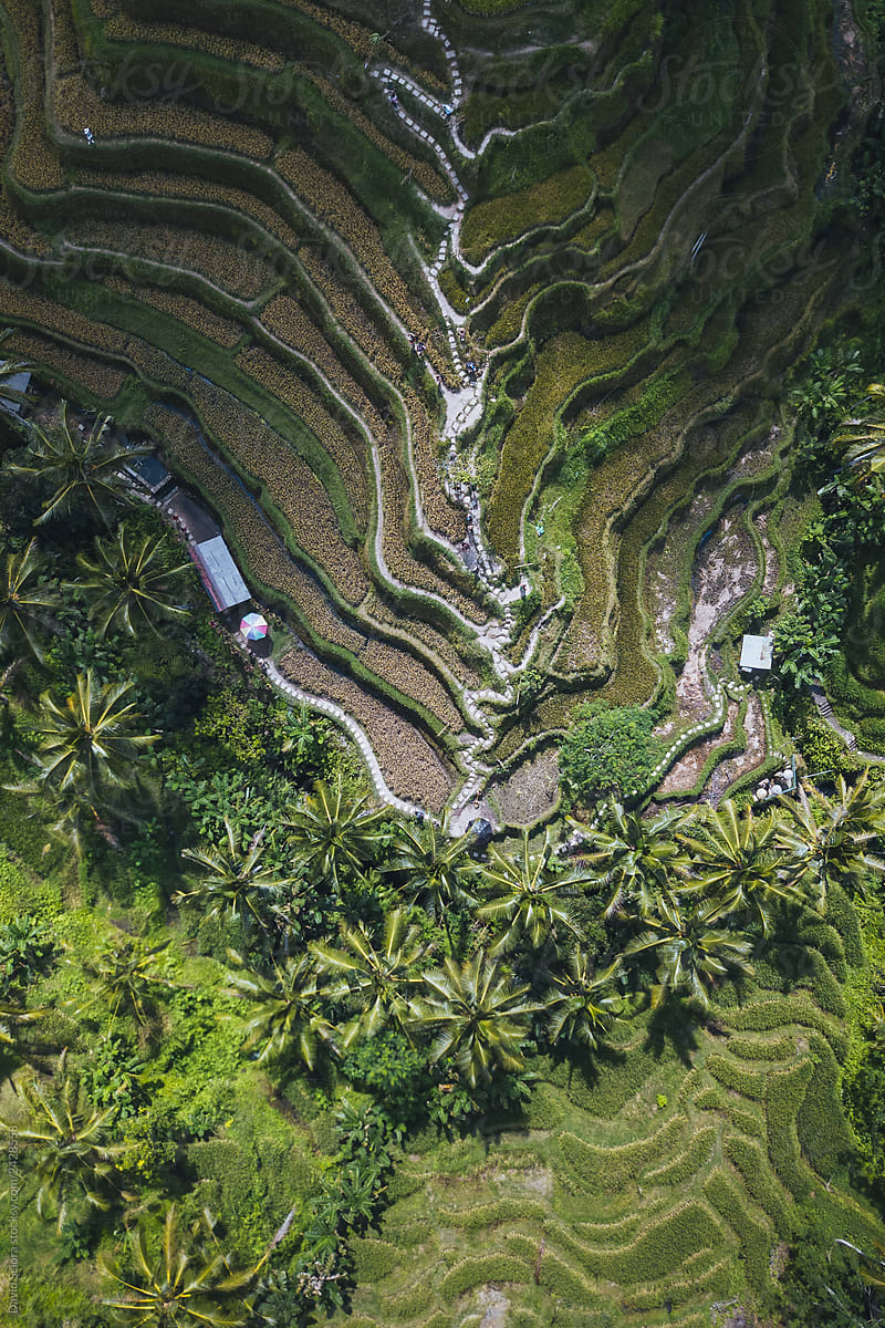 Aerial view of green rice terrace.