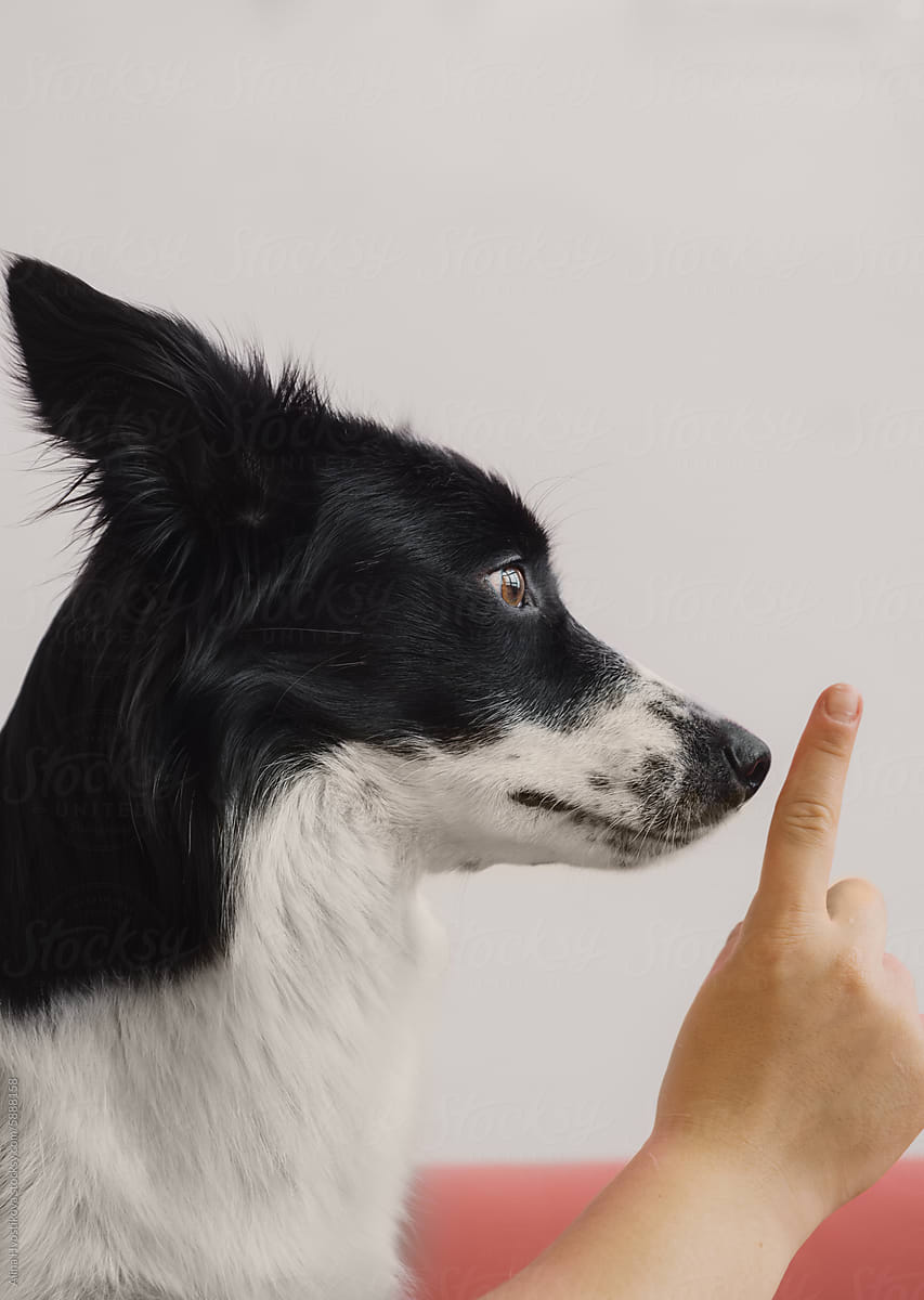 Anonymous finger of woman in front of dog at home