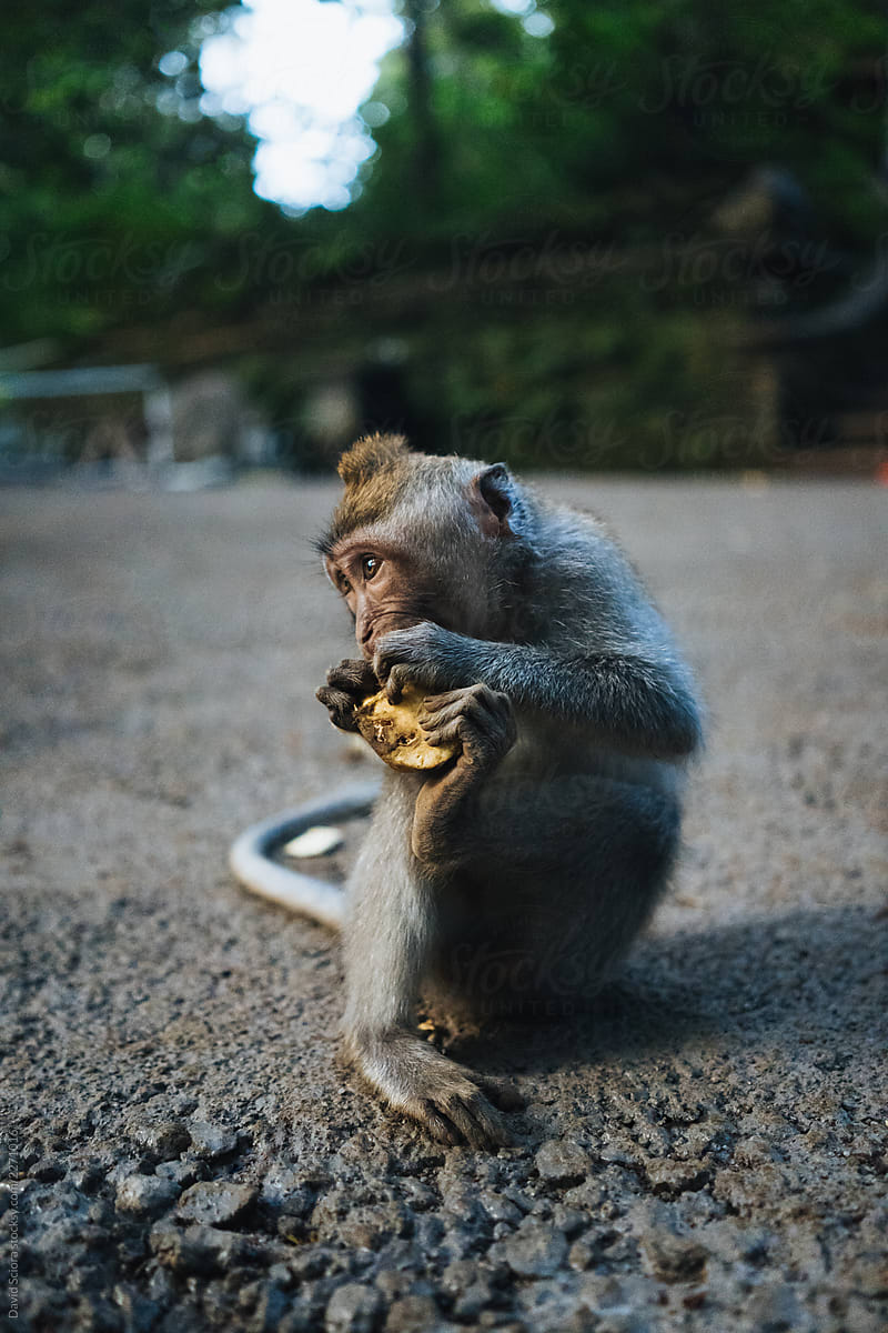 Macaque monkey eating