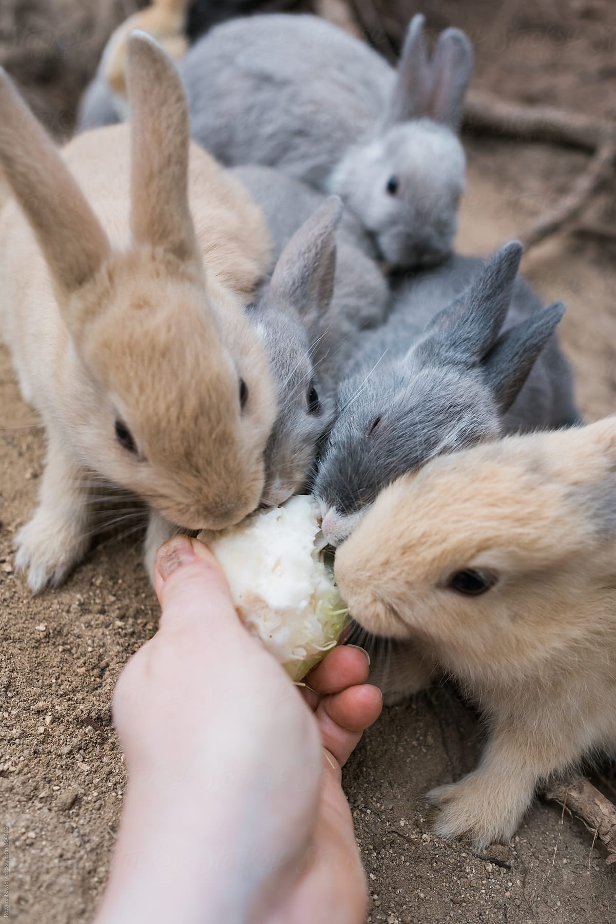 Rabbits on Ōkunoshima (Rabbit Island), Japan