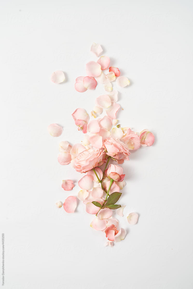 Pink roses lying on grey background with tender petals