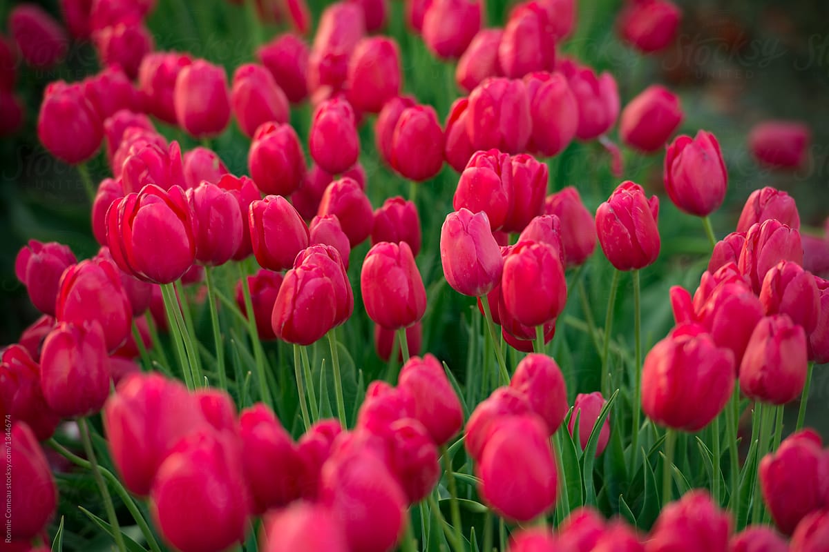 Many Red Tulips
