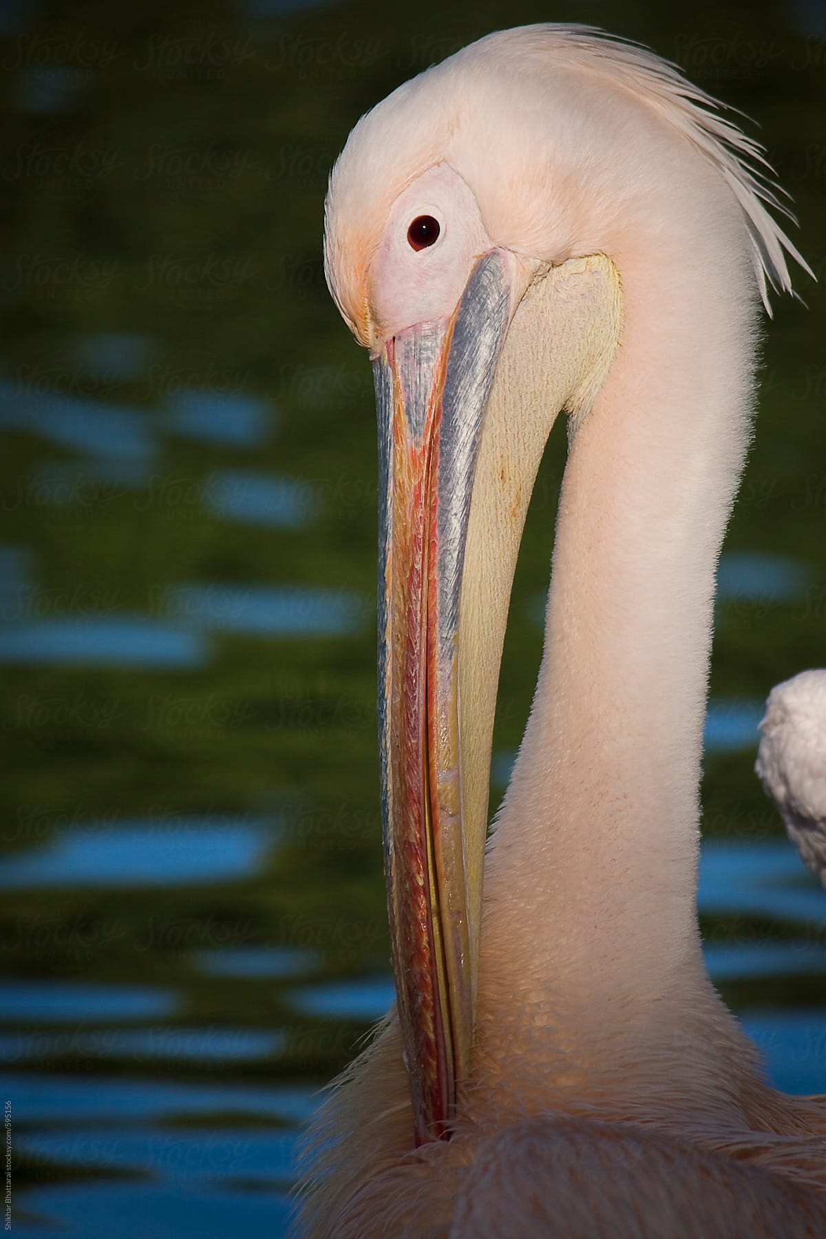 Portrait of a pink-backed pelican.