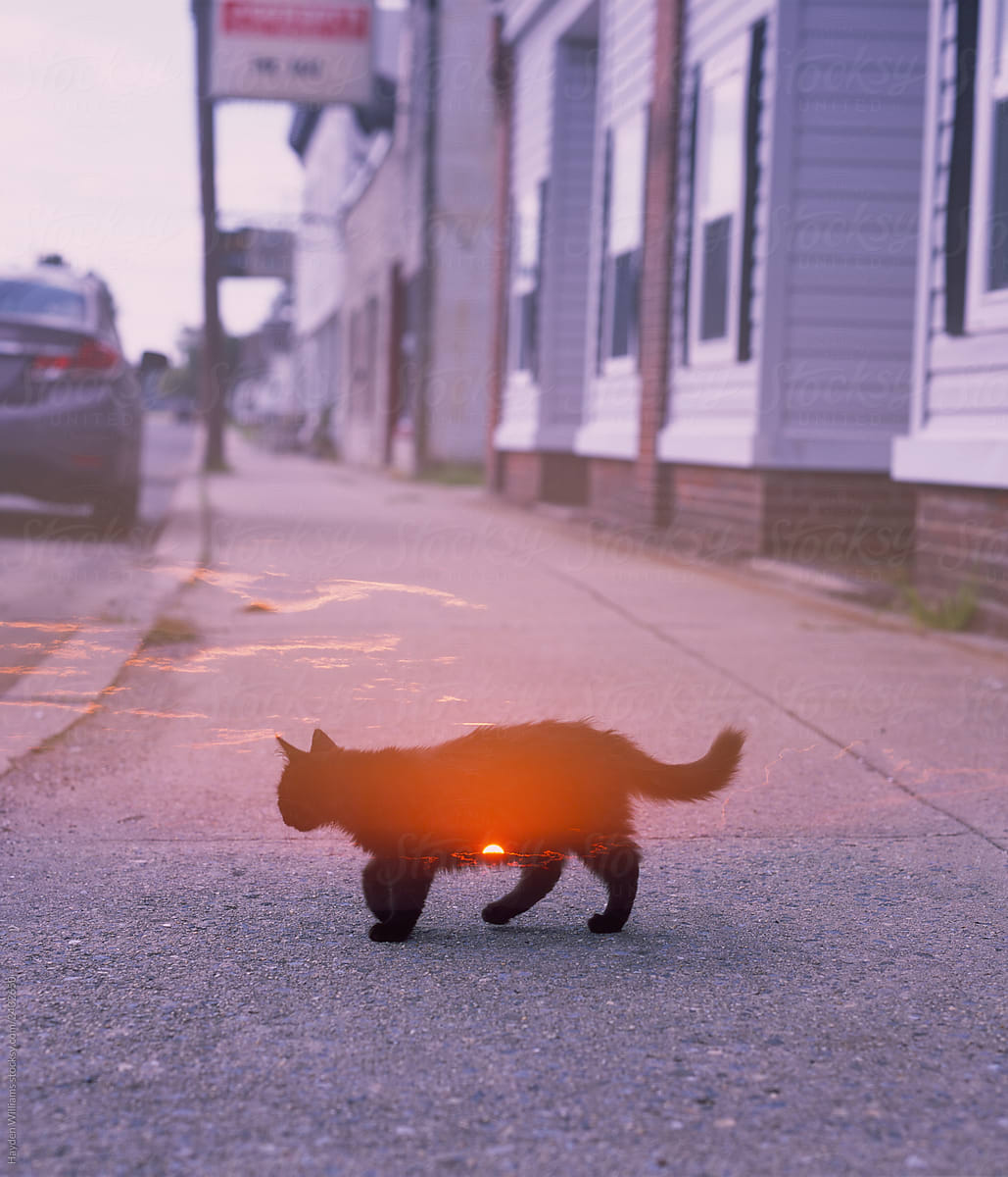 Black cat running on sunset street