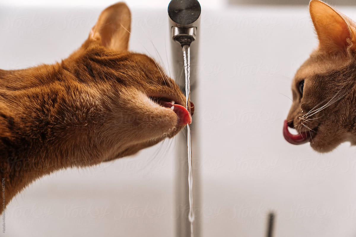 Abyssinian cats drinking water.