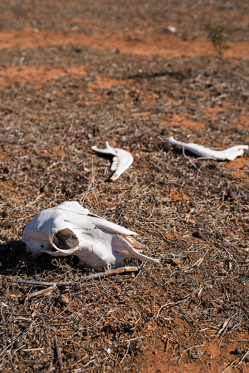 Sheep skeleton, outback Australia.