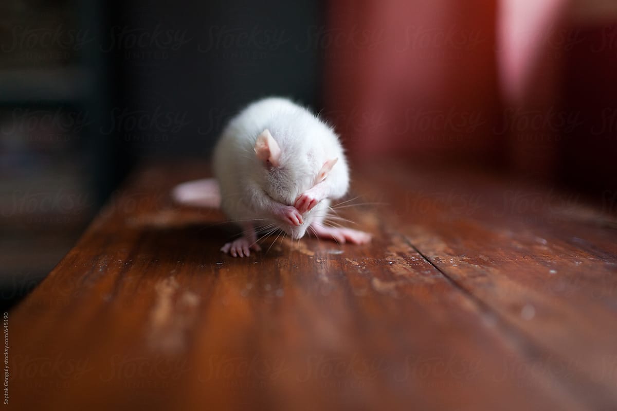 A white baby mouse rubbing eyes