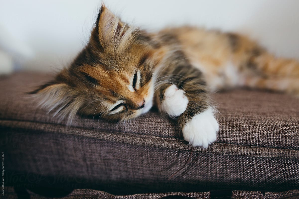 Sleepy persian kitten