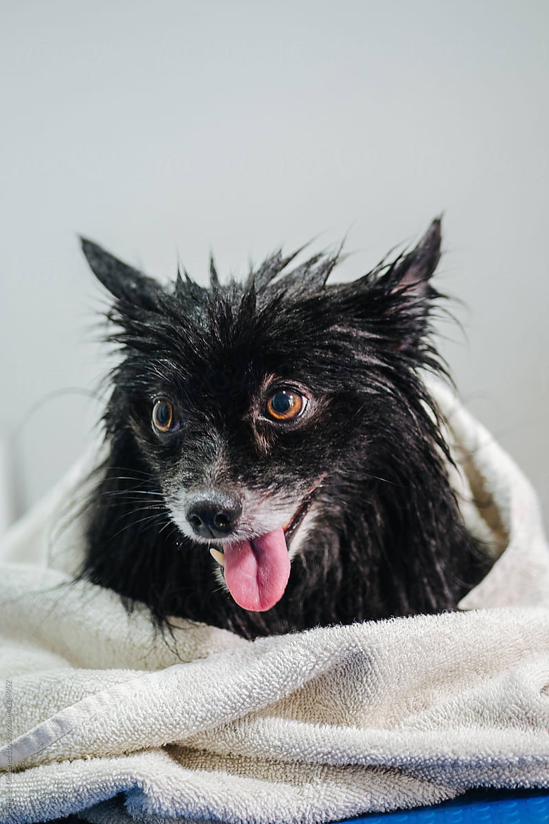 Pomeranian dog with towel