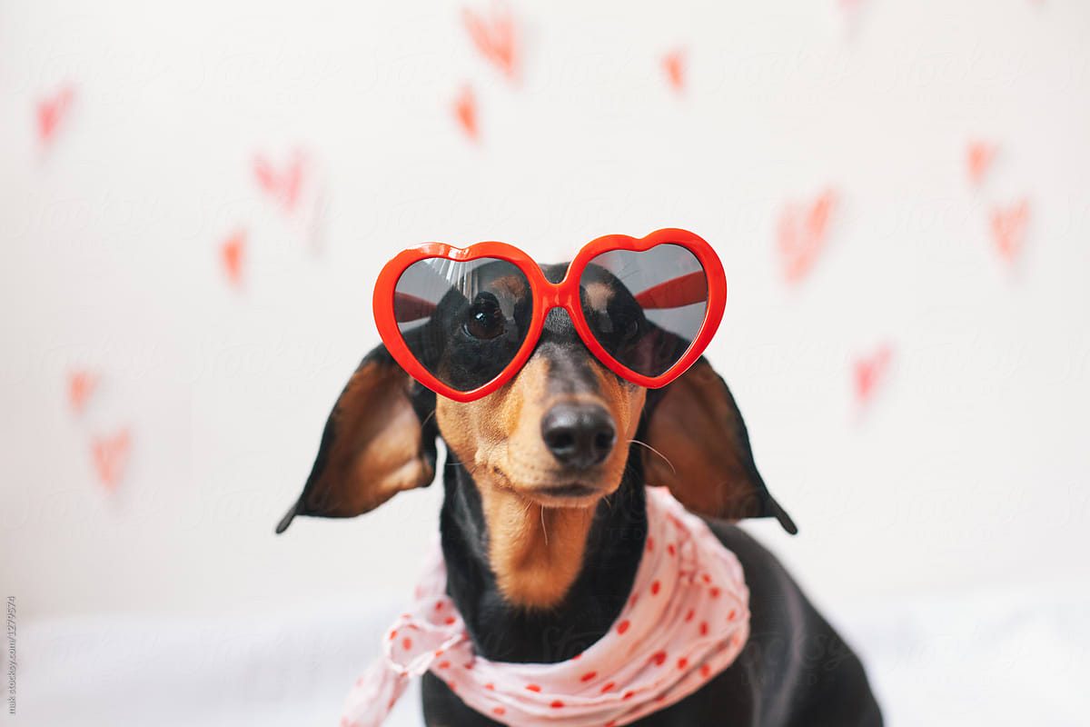 Dog wearing heart shaped sunglasses sitting in front of a white