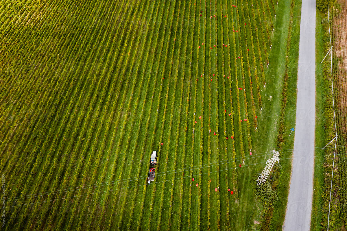 Aerial view of a tractor in the vineyard during the harvest