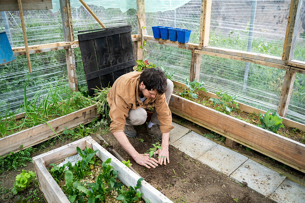 portrait of Young happy man planting vegetable plants in greenhouse