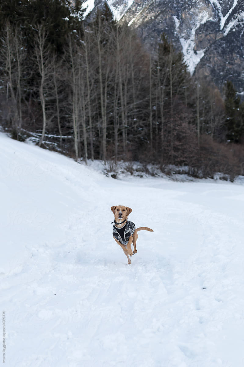 dog jump and runs on the snow