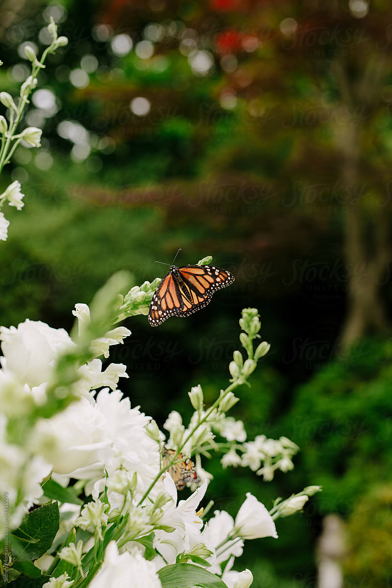 March Butterfly on a White Flower Arrangement
