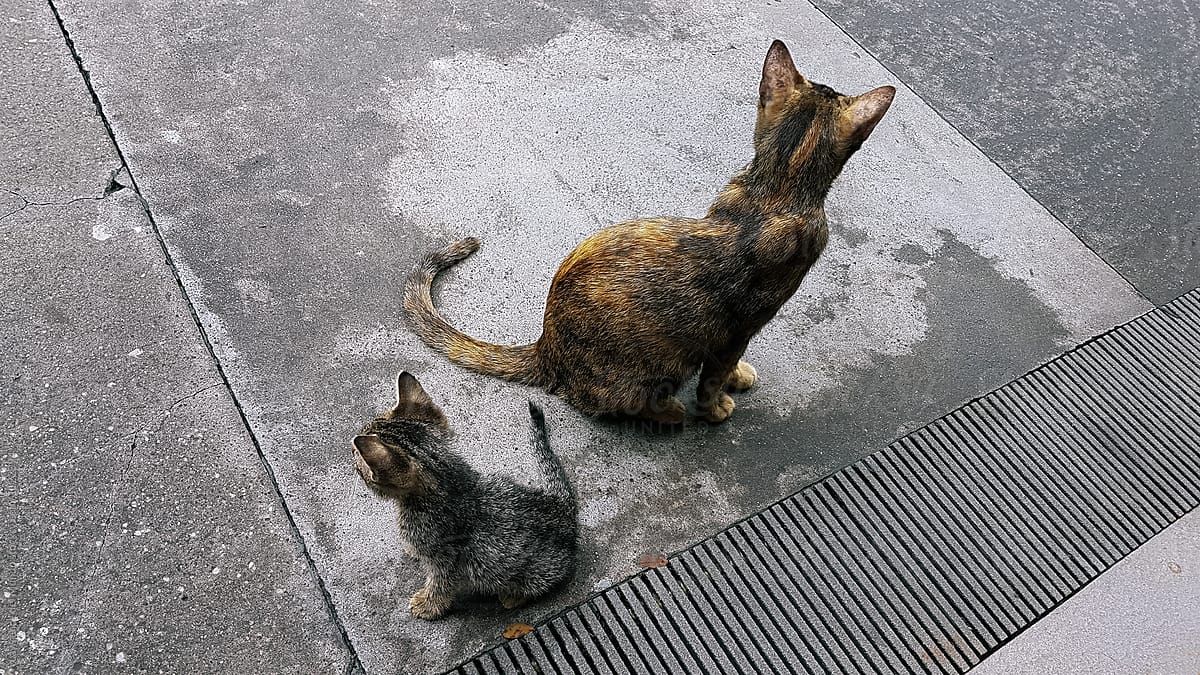 Stray cats back to back on the street.