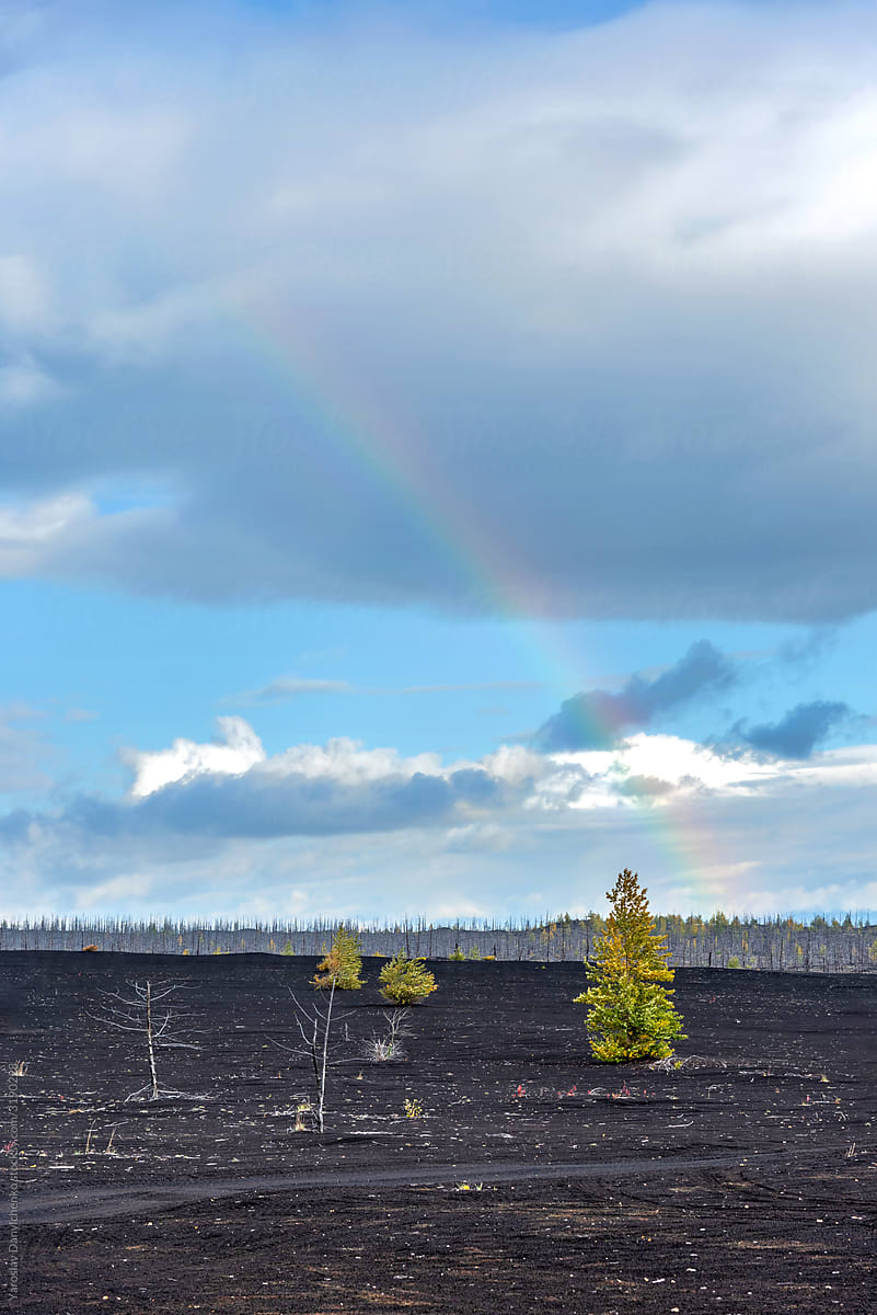Beautiful view of burnt area with recovered tree and rainbow in Kamchatka.