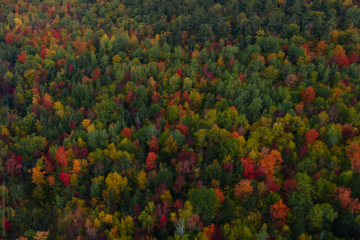 Colorful forest in Autumn color